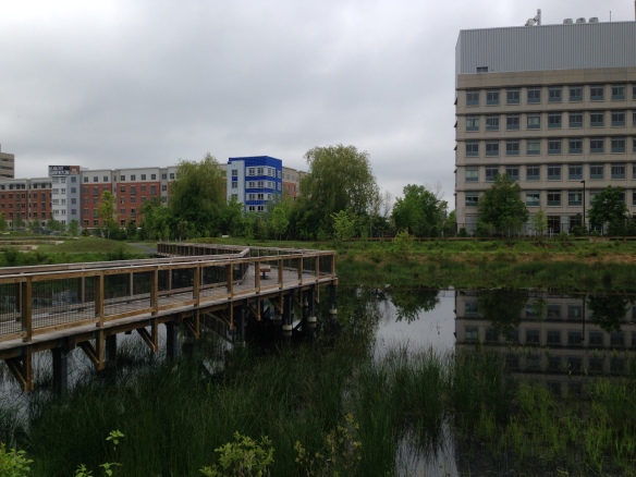 Looking across the newly constructed stormwater wetlands toward Cambridge Park Drive where 1,562 apartments will be.