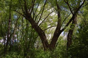 Old growth trees in the Silver Maple Forest could be clear cut by a developer